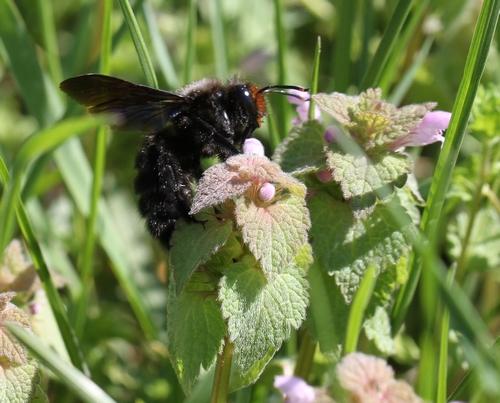 Réf. 180 147 : Xylocopa violacea